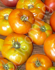Solanum lycopersicum 'Amana Orange'